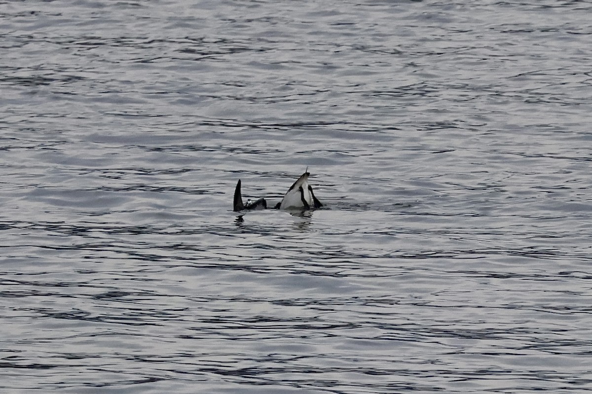 Thick-billed Murre - ML614661778