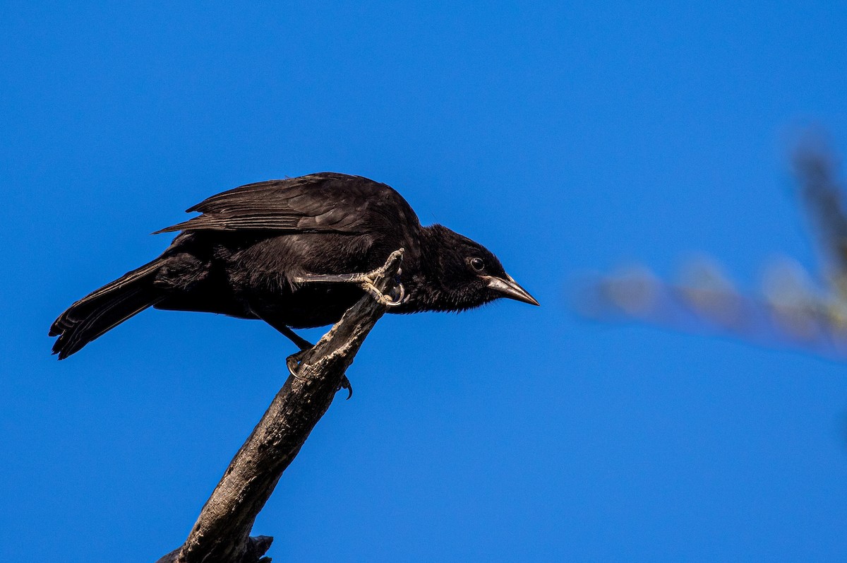 Austral Blackbird - Mhairi McFarlane