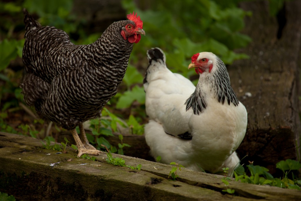 Red Junglefowl - ML614661829