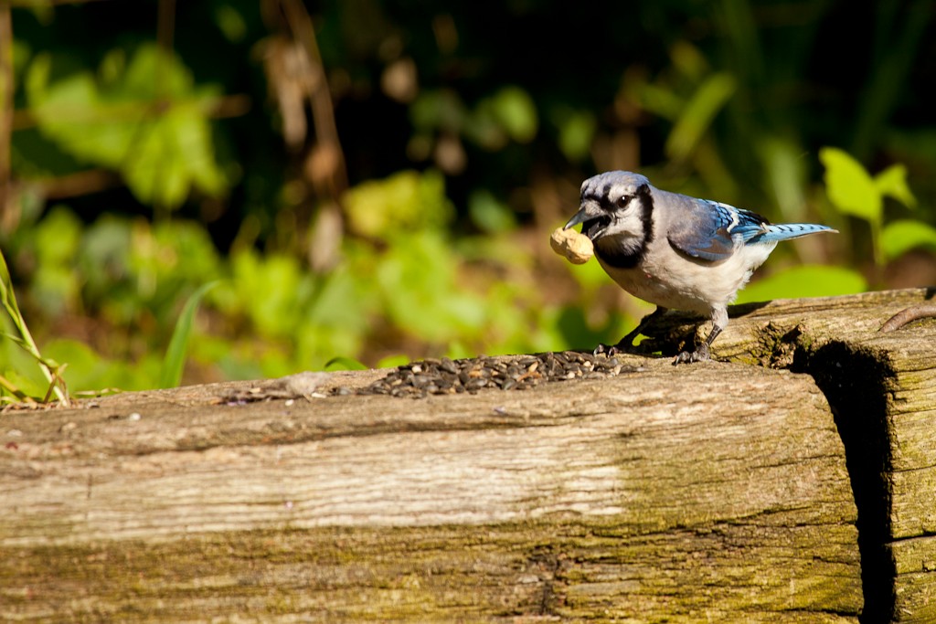 Blue Jay - ML614661844