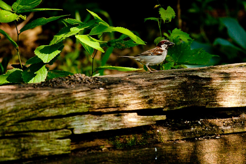 House Sparrow - ML614661852