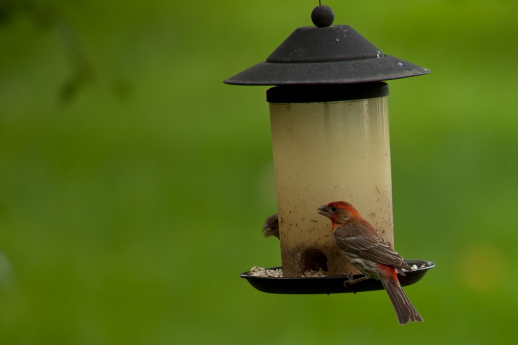 House Finch - ML614661862