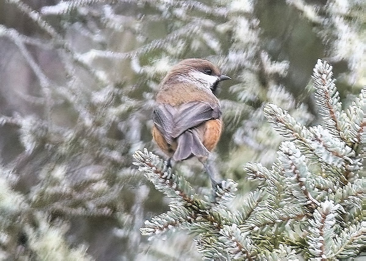 Boreal Chickadee - Gregg Hitchings