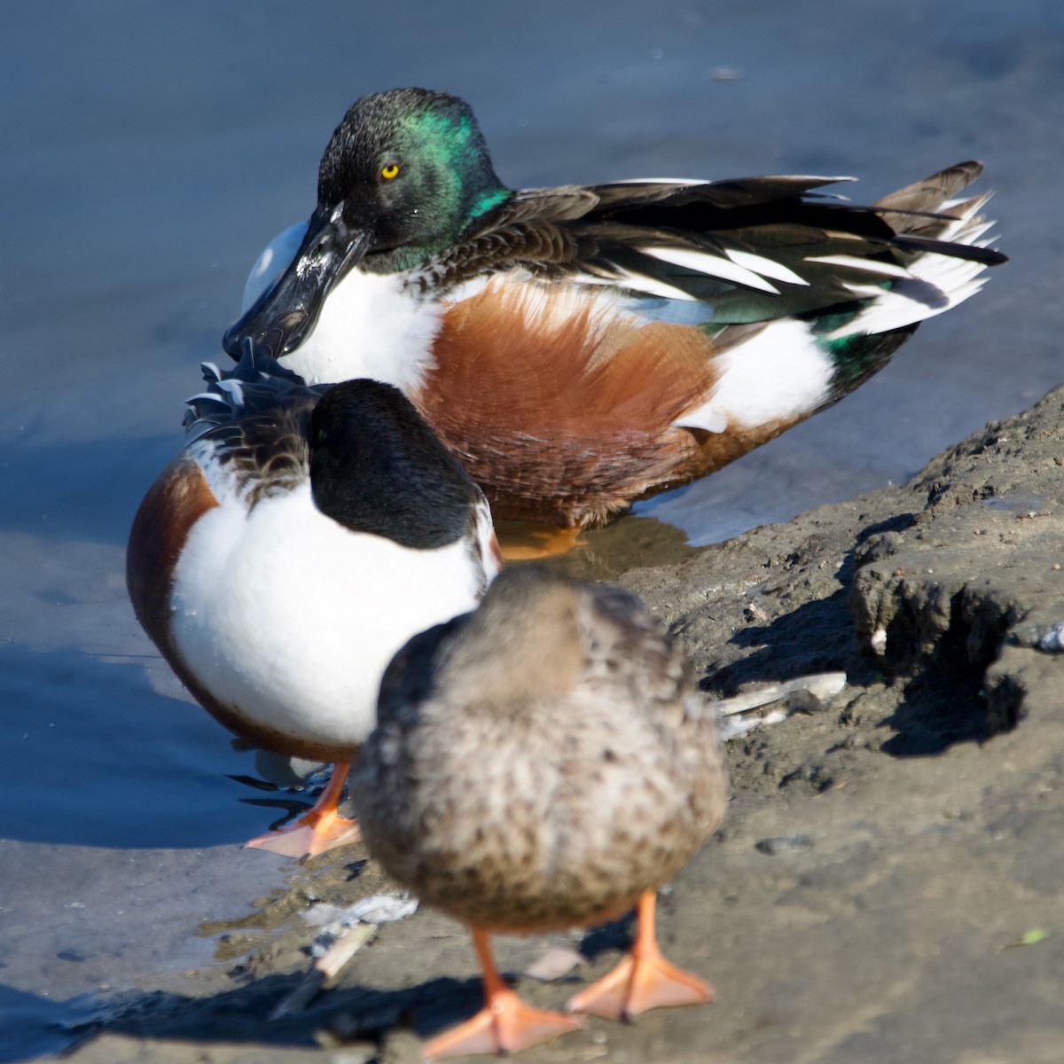 Northern Shoveler - ML614661874