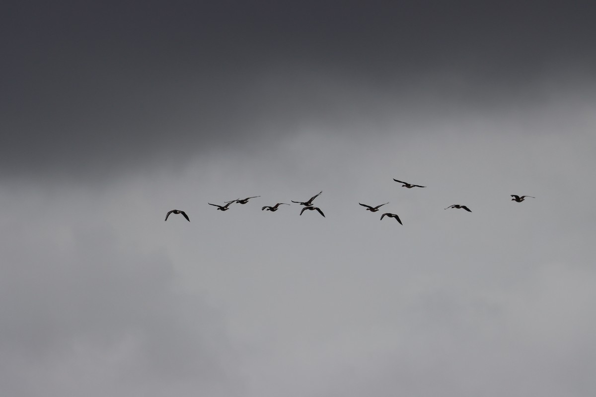 Greater White-fronted Goose - ML614661900