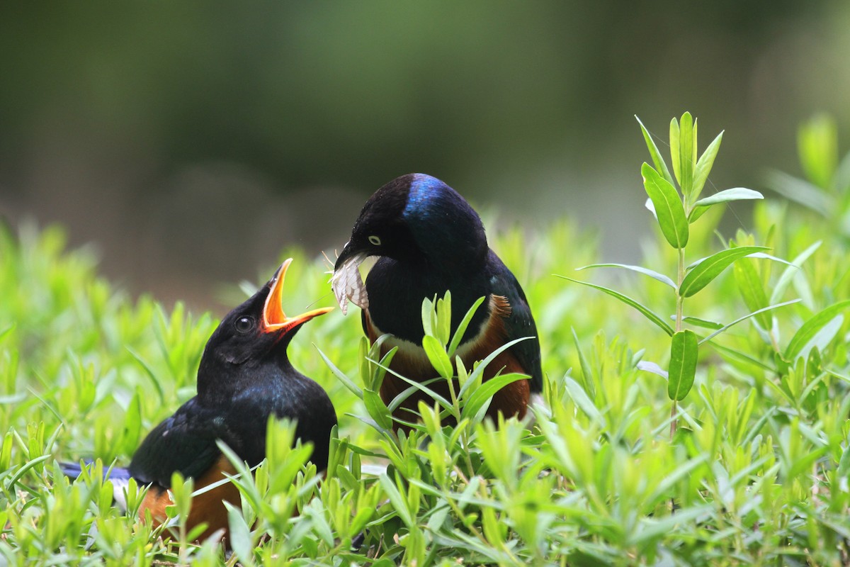 Superb Starling - ML614661962