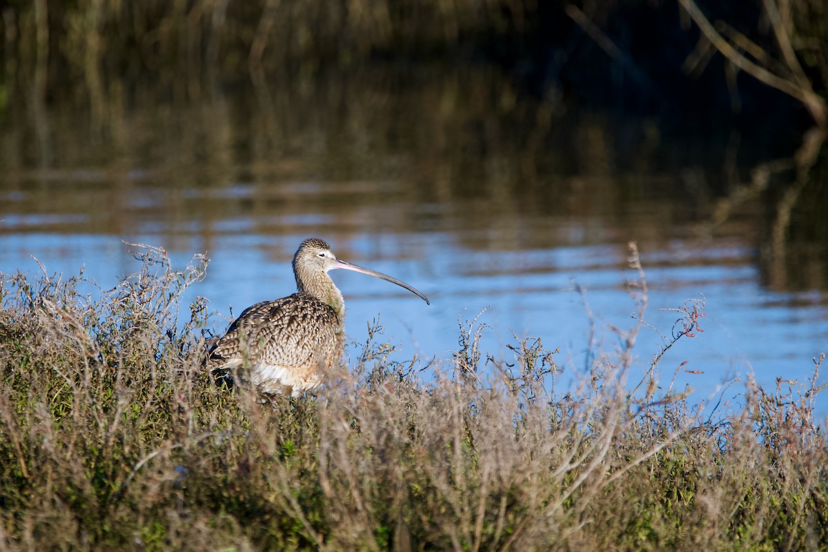 Long-billed Curlew - Jonathan Mills-Anderson