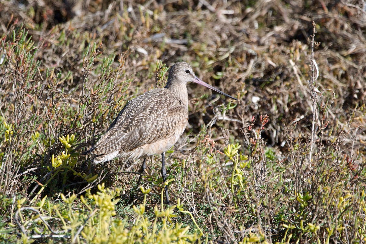 Marbled Godwit - Jonathan Mills-Anderson