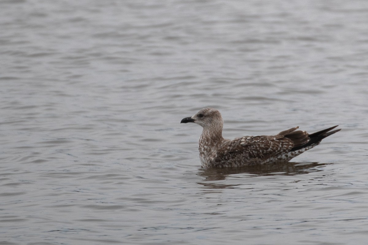 Herring Gull - ML614661996