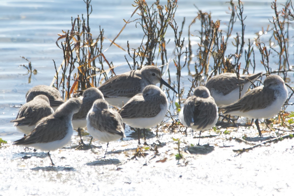 Dunlin - Jonathan Mills-Anderson