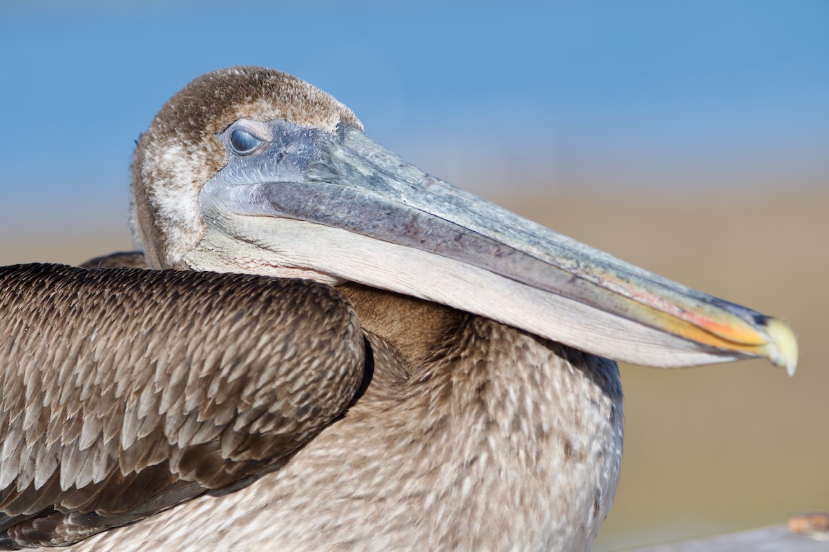 Brown Pelican - Jonathan Mills-Anderson