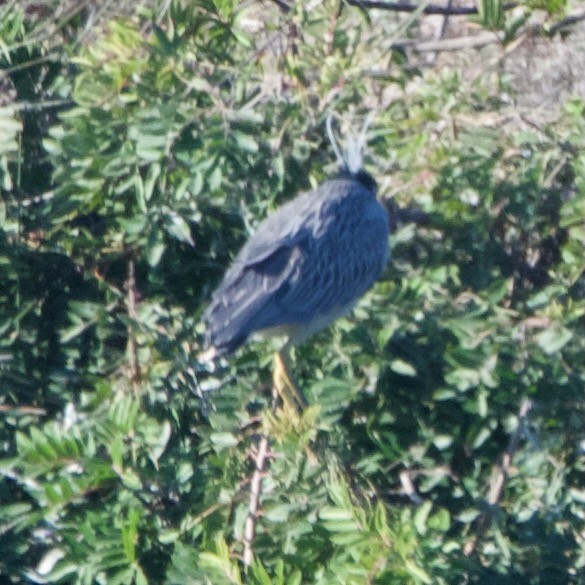 Yellow-crowned Night Heron - ML614662060