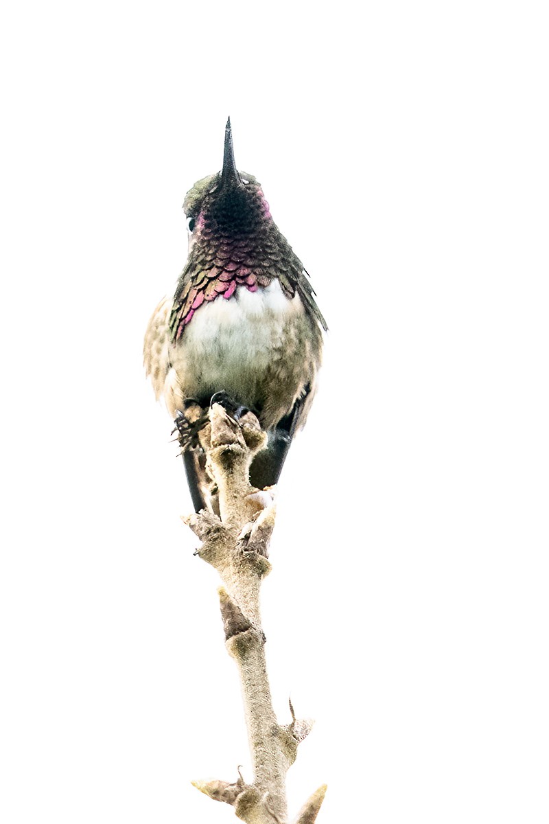 Wine-throated Hummingbird - ML614662079