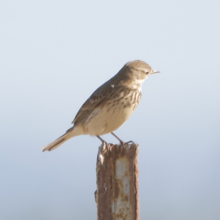 American Pipit - Jonathan Mills-Anderson