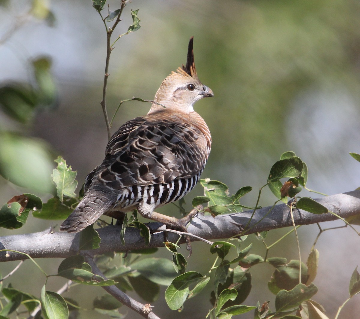 Banded Quail - ML614662113