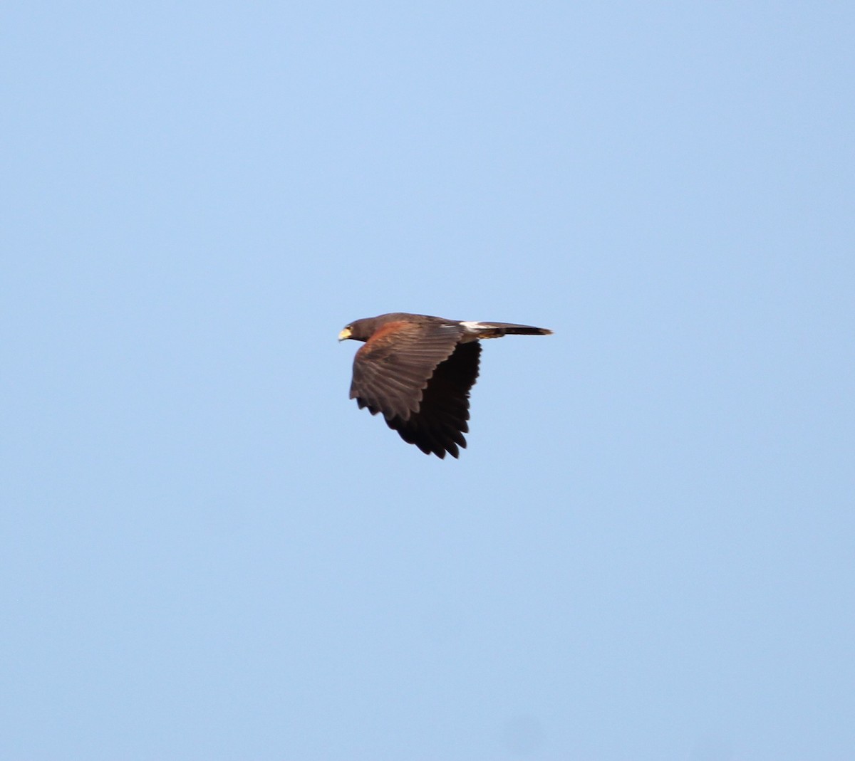 Harris's Hawk - ML614662122