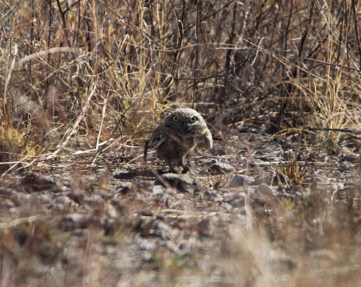 Burrowing Owl - ML614662127