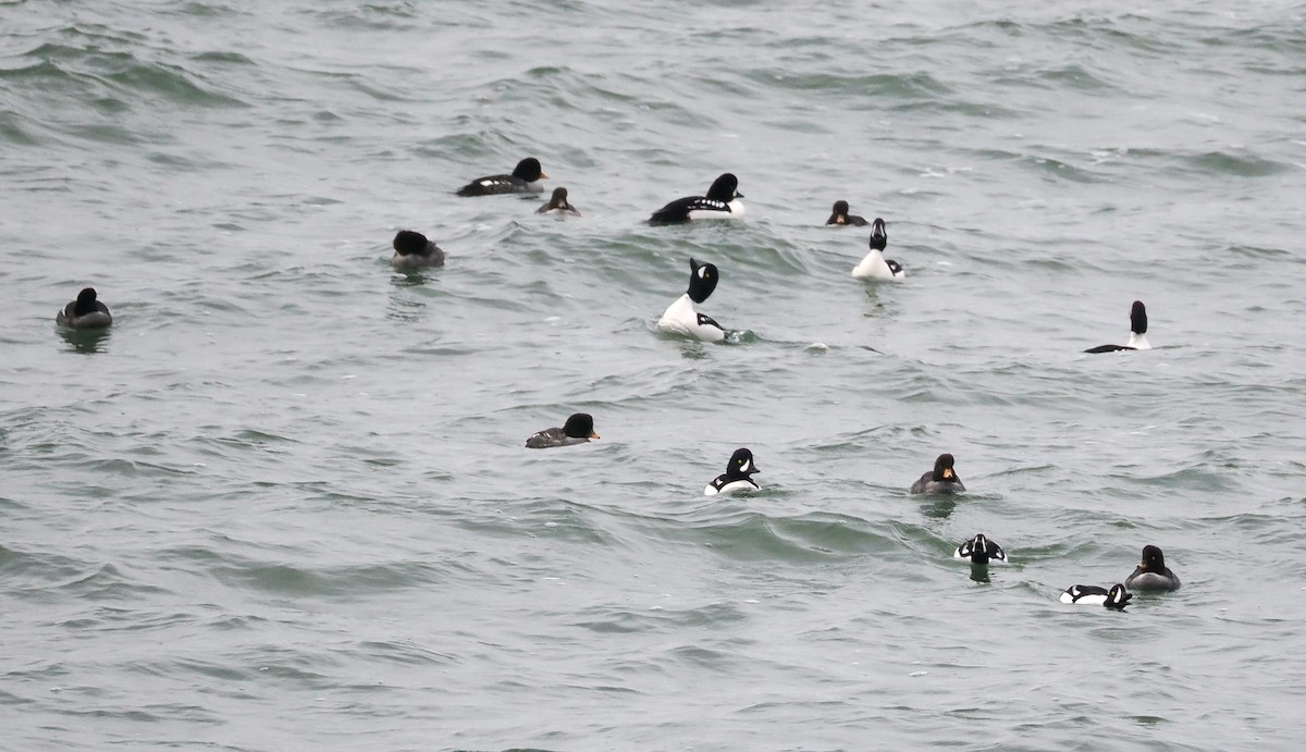 Barrow's Goldeneye - ML614662133