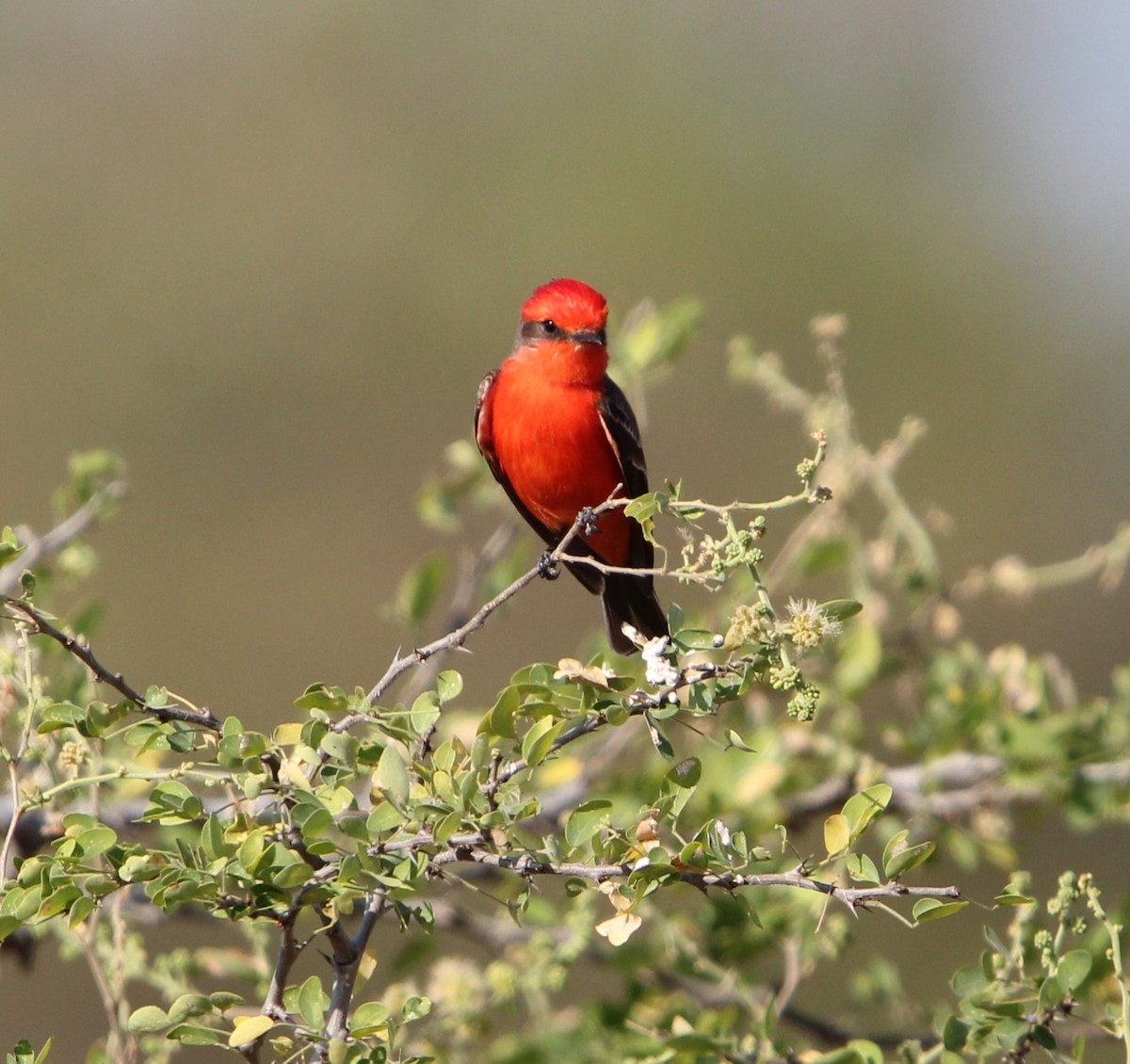 Vermilion Flycatcher - Cristina Valenzuela