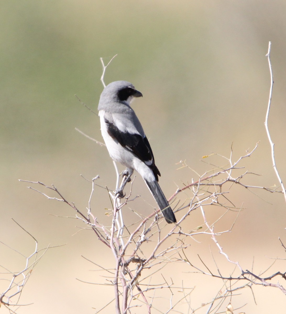 Loggerhead Shrike - ML614662137