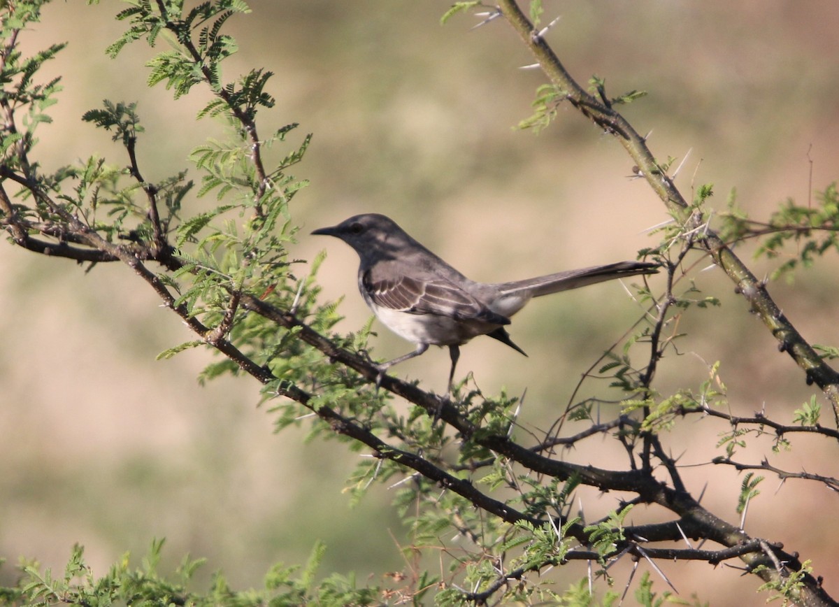Northern Mockingbird - ML614662142