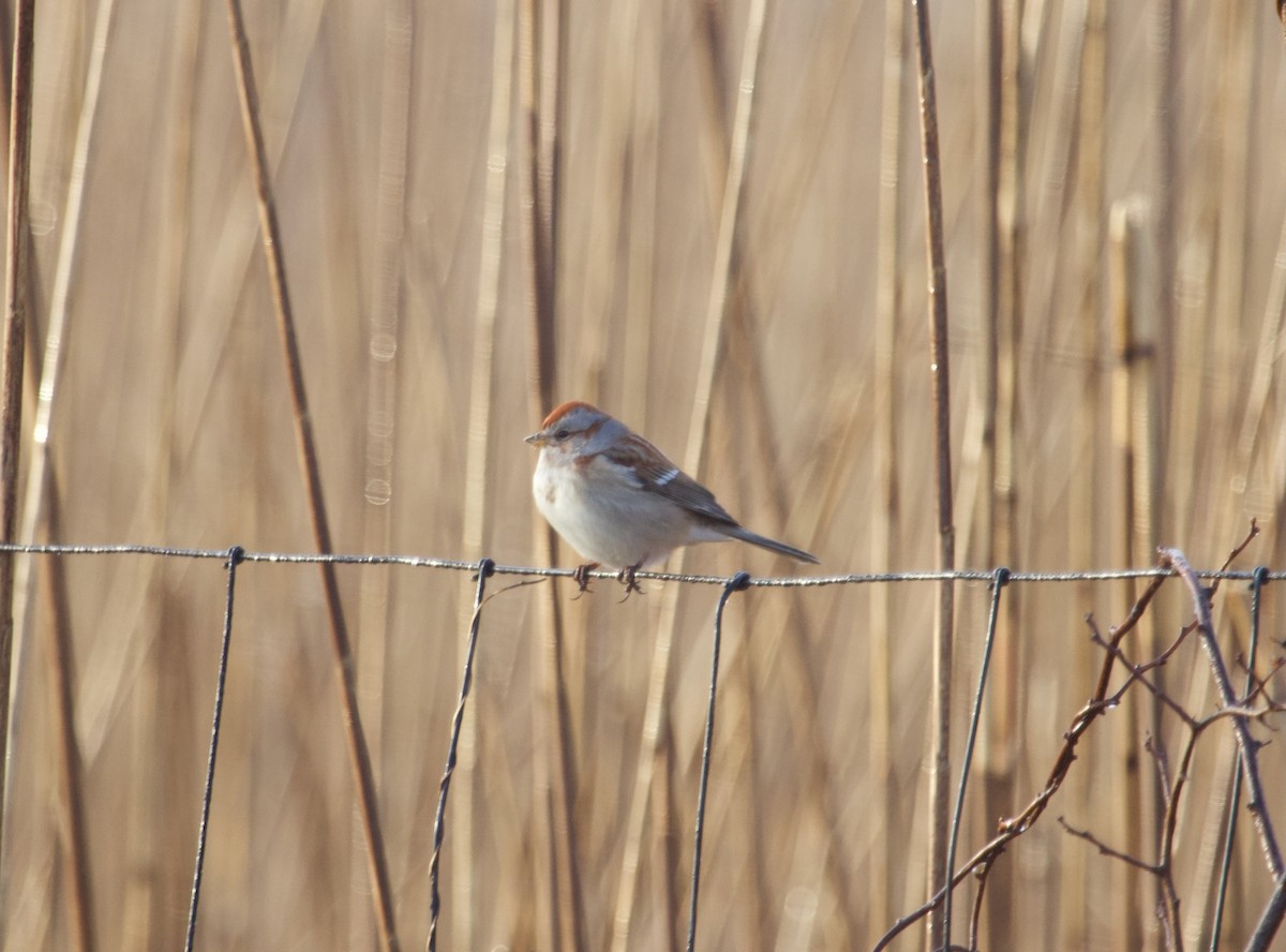 American Tree Sparrow - ML614662143