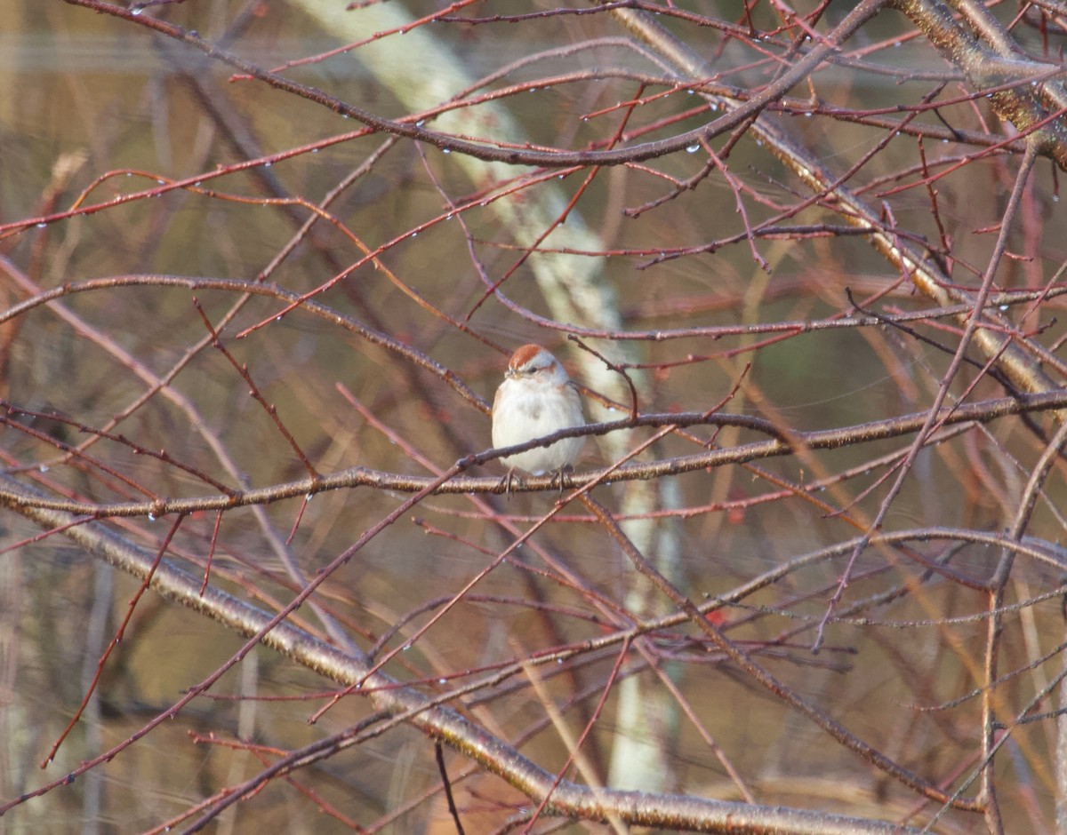 American Tree Sparrow - ML614662144