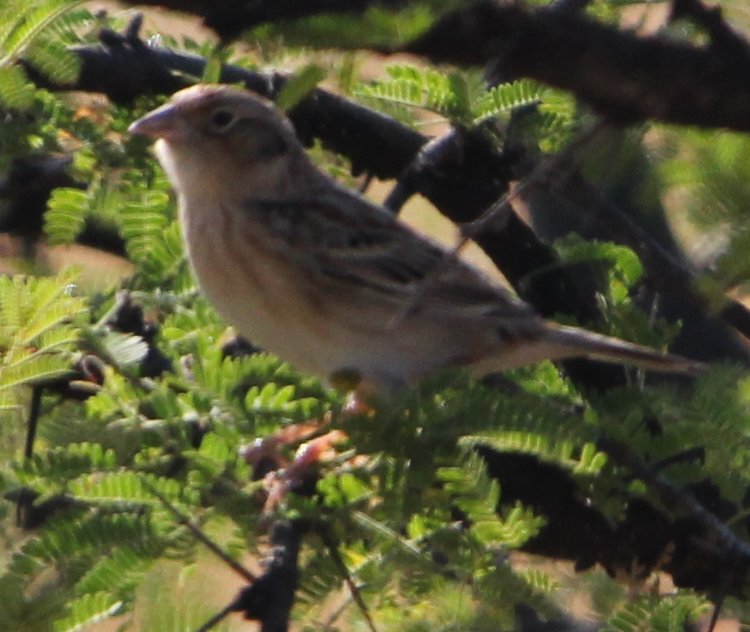 Grasshopper Sparrow - ML614662150