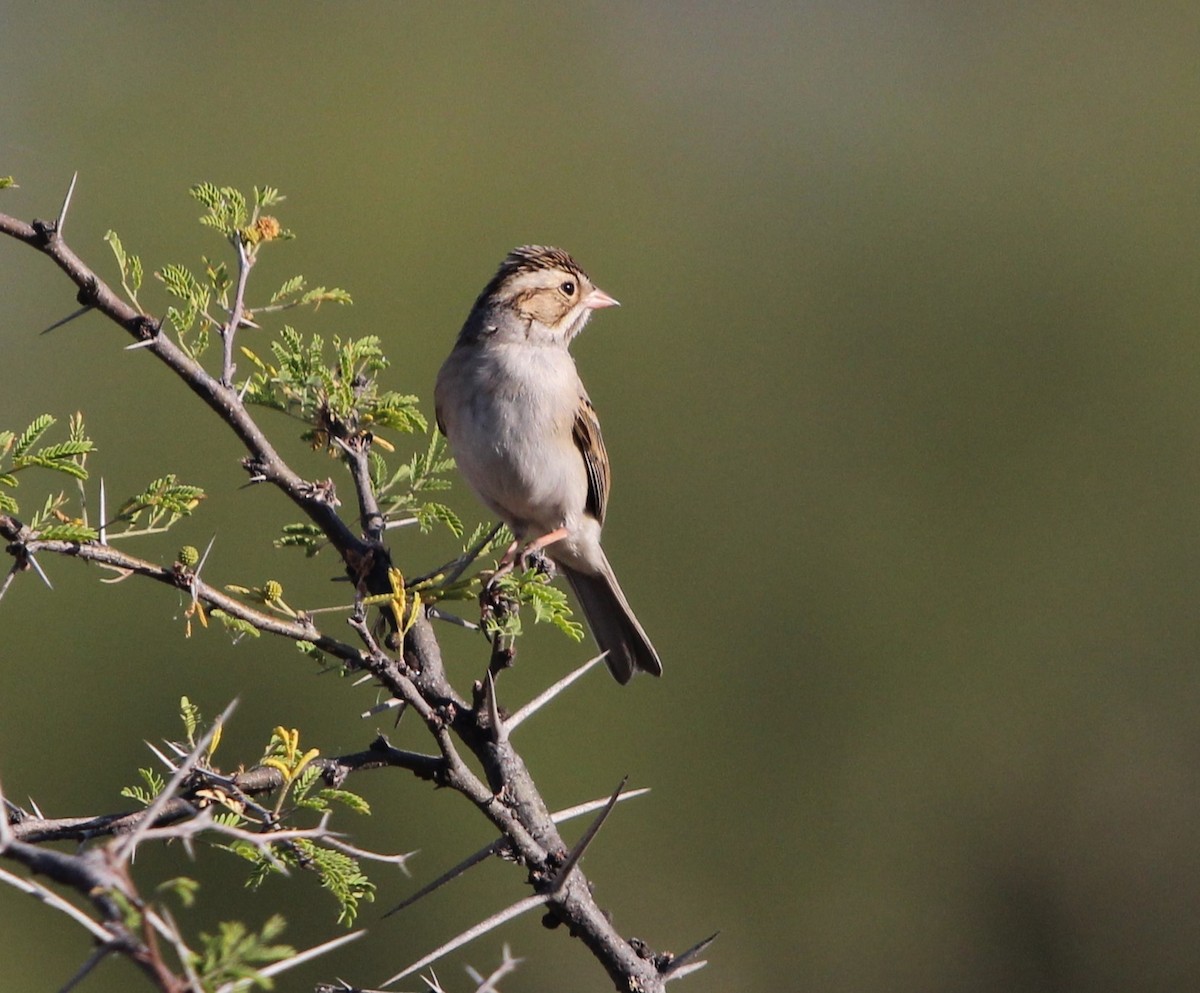 Clay-colored Sparrow - ML614662160