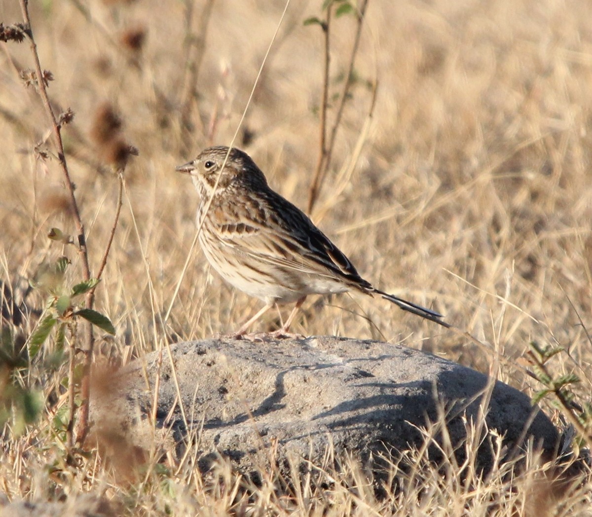 Vesper Sparrow - ML614662163