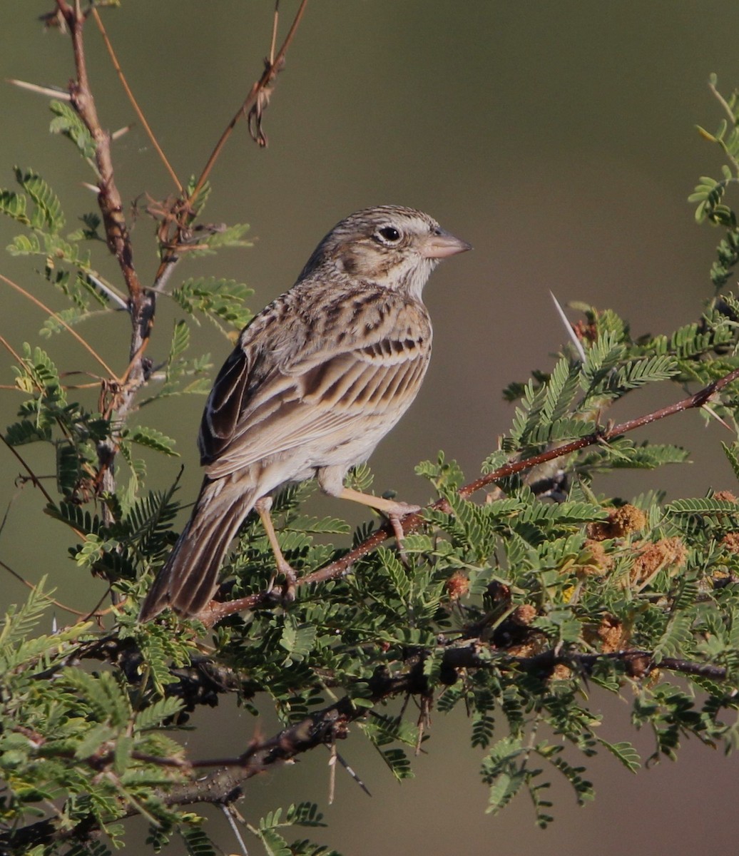 Vesper Sparrow - ML614662165