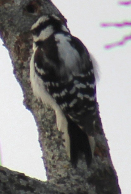 Downy Woodpecker (Eastern) - ML614662169