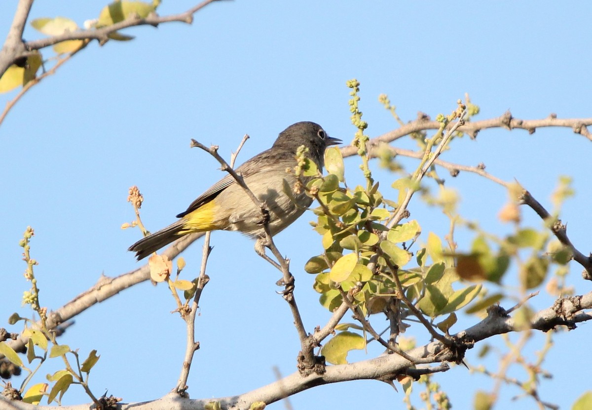 Virginia's Warbler - ML614662173