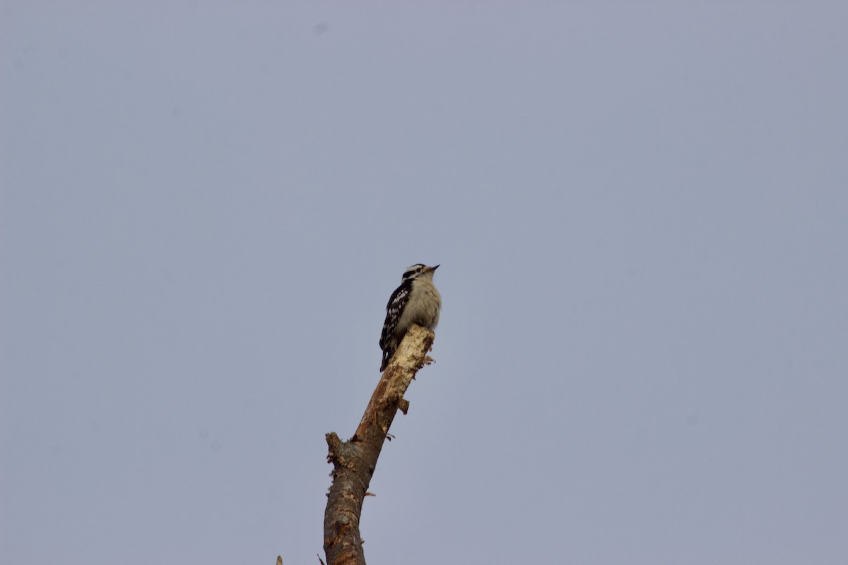 Downy Woodpecker - ML614662176