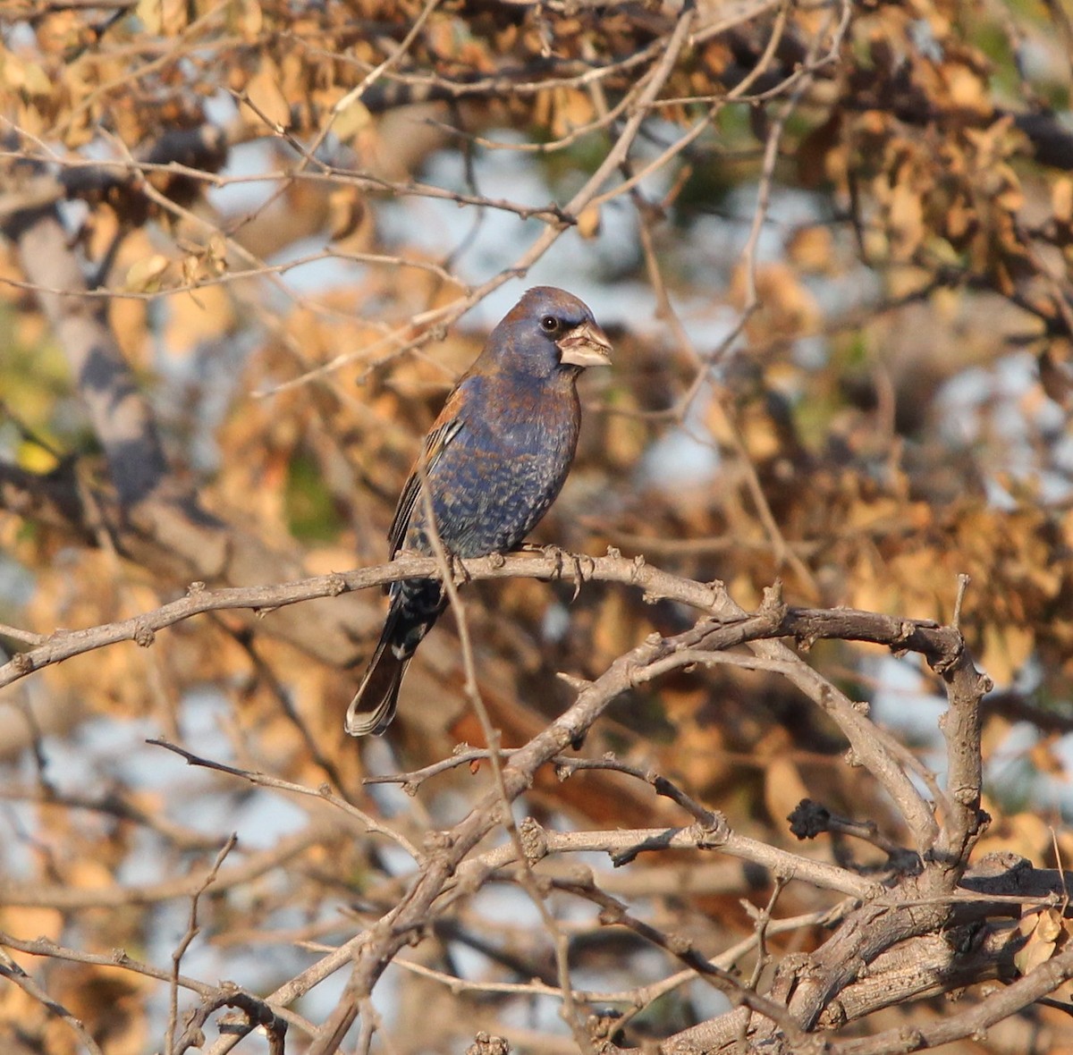 Blue Grosbeak - ML614662179
