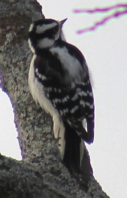 Downy Woodpecker (Eastern) - ML614662187