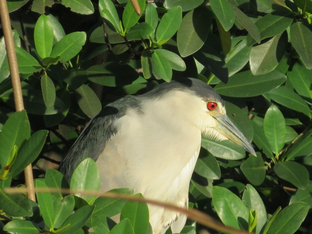 Black-crowned Night Heron - ML614662214