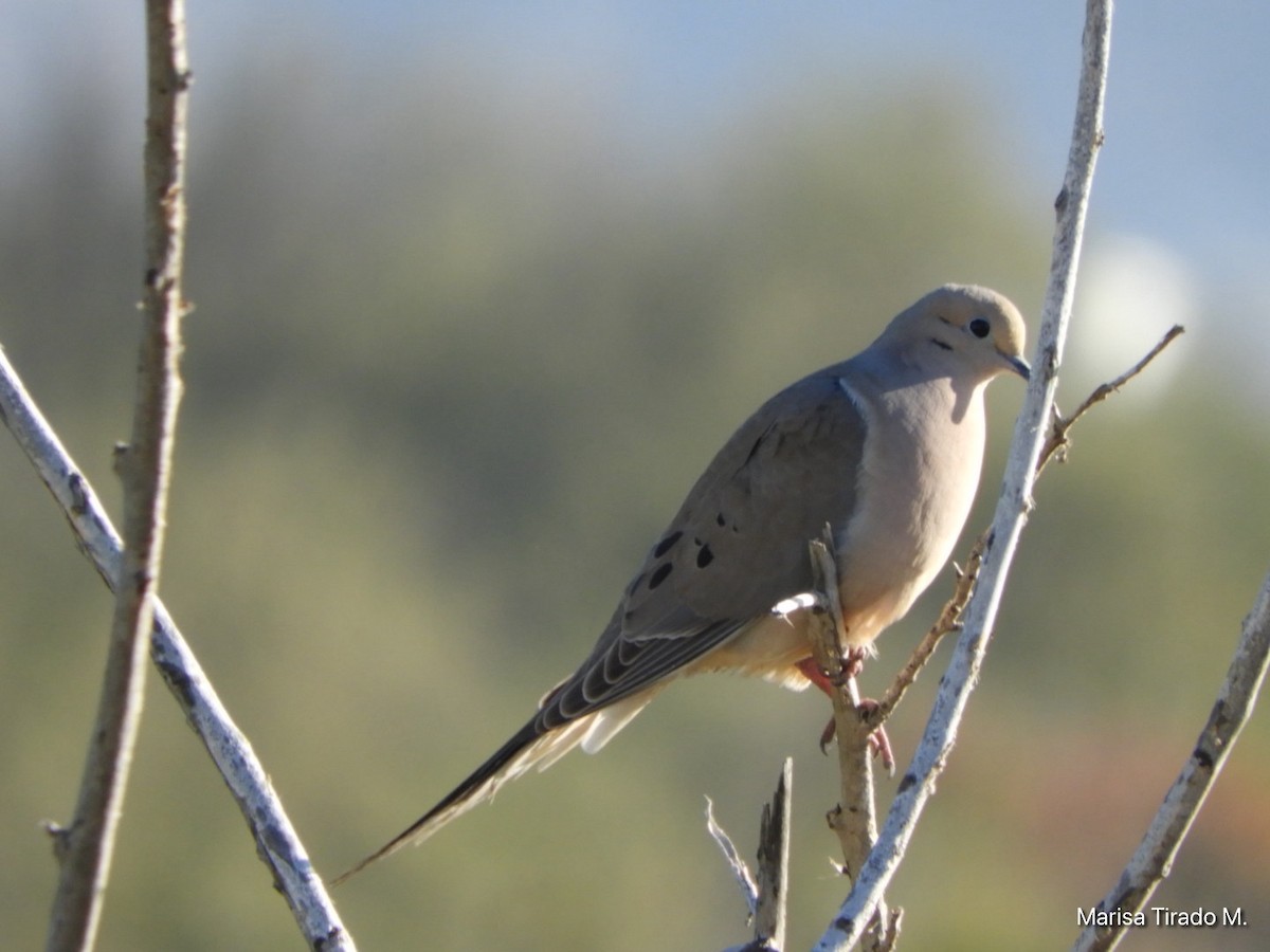 Mourning Dove - ML614662227