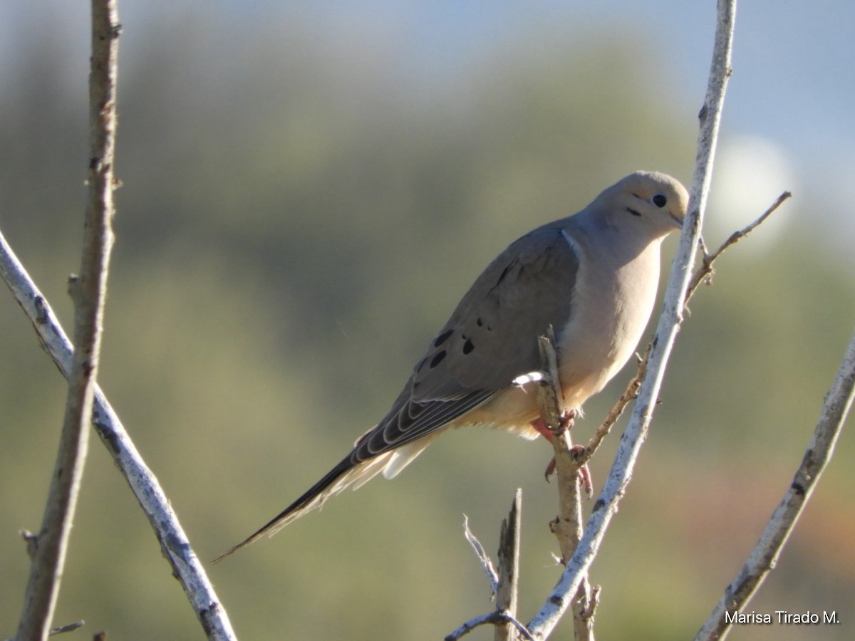 Mourning Dove - ML614662228