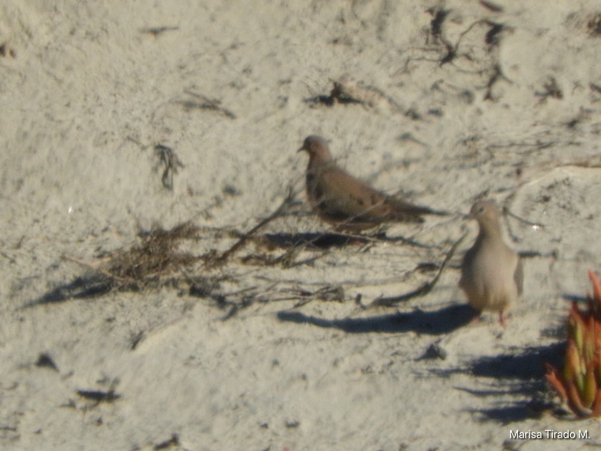 Mourning Dove - ML614662229