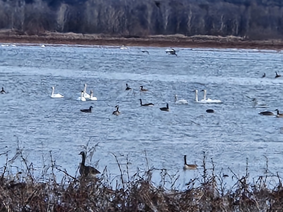 Trumpeter Swan - ML614662257