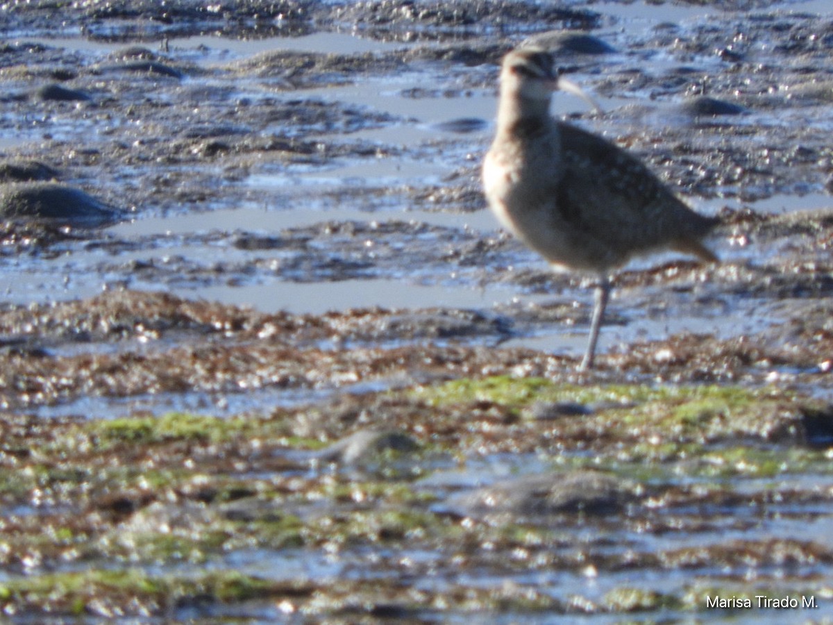 Whimbrel - ML614662320