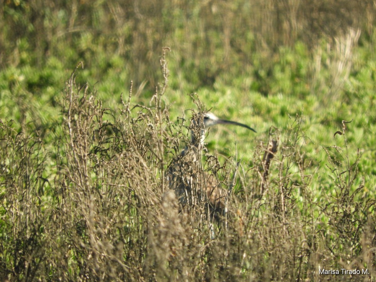 Whimbrel - ML614662322