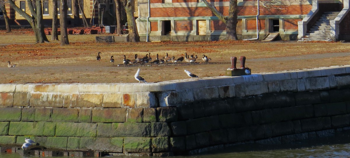 Great Black-backed Gull - Eric Haskell