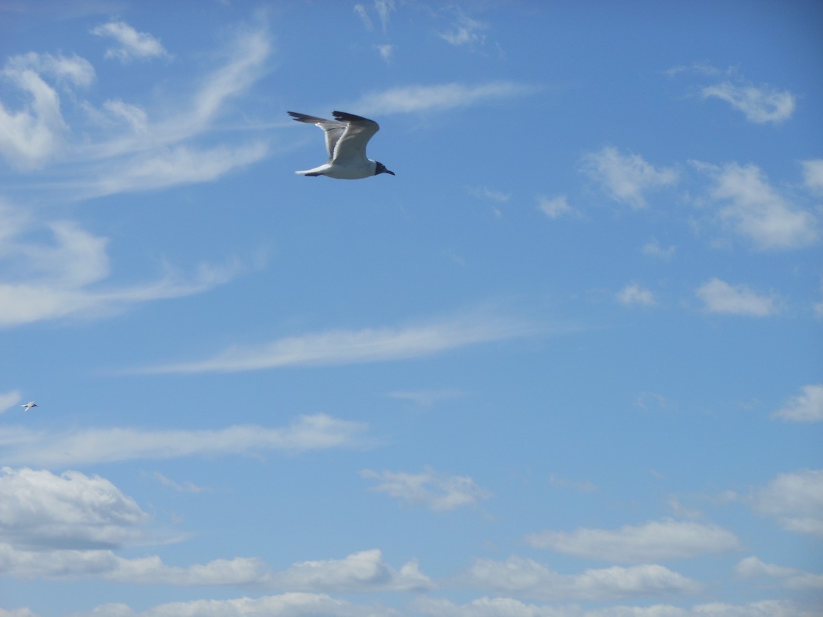 Laughing Gull - ML614662378