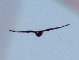 Northern Harrier - ML614662380