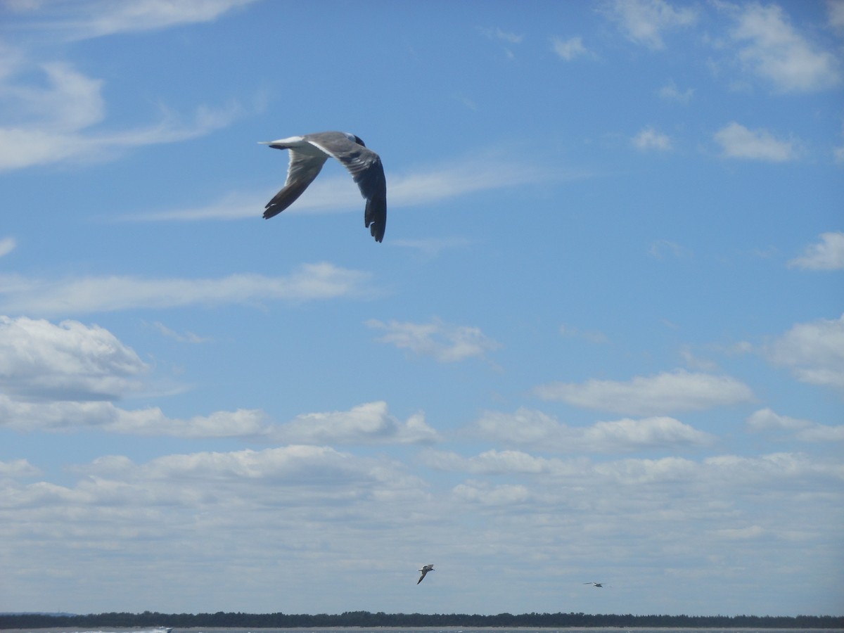 Laughing Gull - ML614662384
