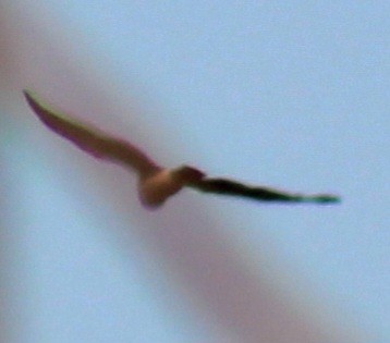 Northern Harrier - ML614662397