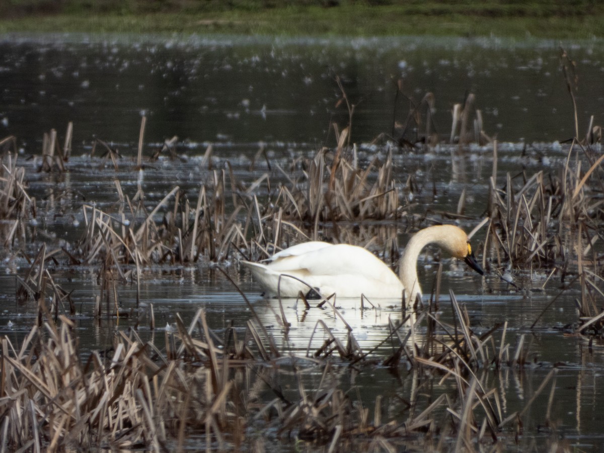 Tundra Swan - ML614662406