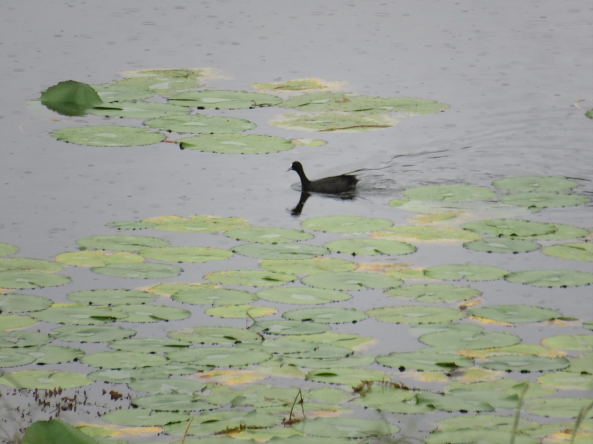 Eurasian Coot - Albert Ross